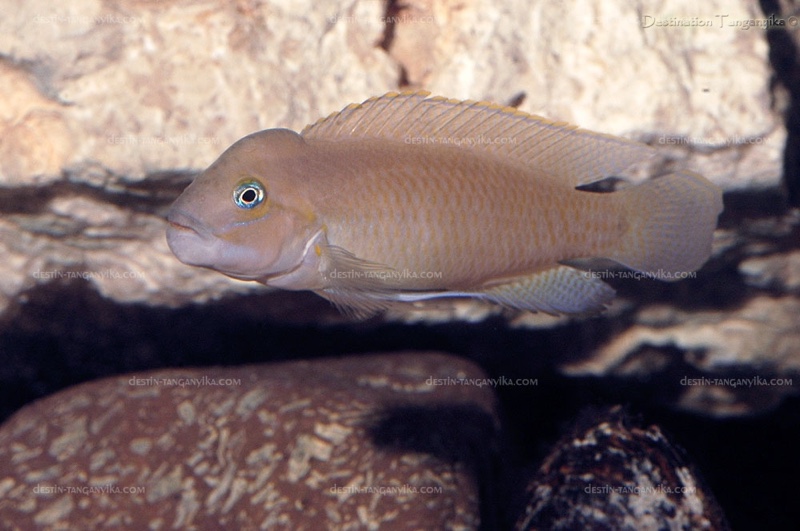 Telmatochromis cf. temporalis 'Munene'